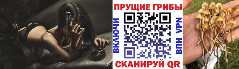 kraken ссылки  Тутаев  Псилоцибиновые грибы Psilocybine cubensis 